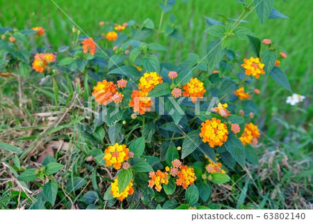 Flowers near the rice field in the valley and the mountain area of Mai Chau, Hoa Binh, Vietnam Flowers near the rice field in the valley and the mountain area of Mai Chau, Hoa Binh, Vietnam 63802140