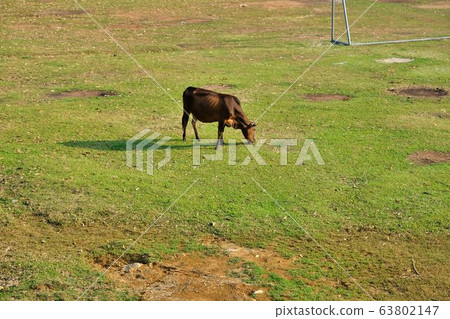 The cows in the grass field, valley and the mountain area of Mai Chau, Hoa Binh, Vietnam 63802147