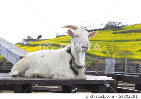 Mother ranch in spring: large slopes of flowers and goats 63802191