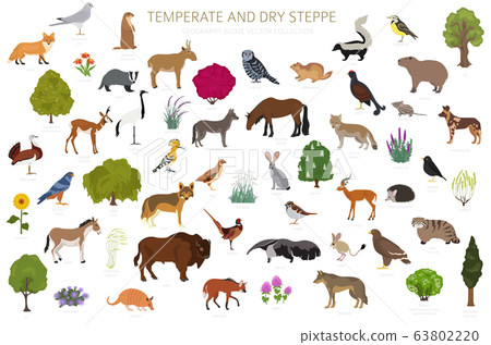 Temperate and dry steppe biome, grassland, prairie, pampas ecosystem Temperate and dry steppe biome, grassland, prairie, pampas ecosystem 63802220
