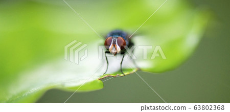 Green Bottle Fly Green Bottle Fly 63802368