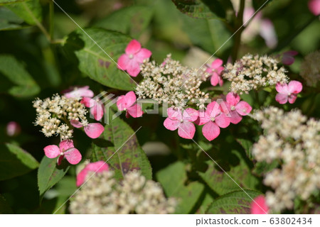 hydrangea hydrangea 63802434