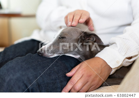 Italian Greyhound sitting on couch with owner 63802447