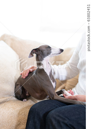 意大利靈緹犬,與主人坐在沙發上 意大利靈緹犬,與主人坐在沙發上 63802451
