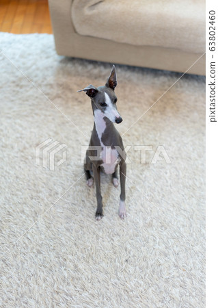 Italian Greyhound 63802460