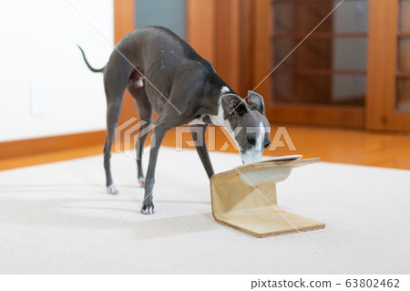 Italian Greyhound to eat 63802462