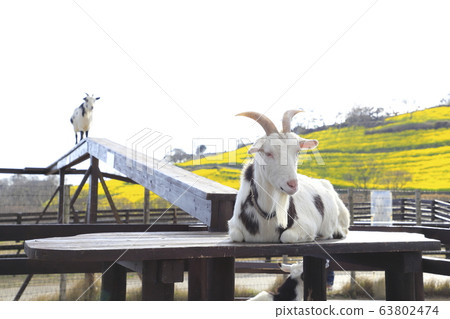 山羊在春天母親農場過橋 63802474