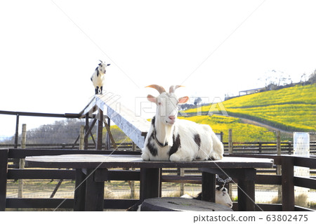 山羊在春天母親農場過橋 63802475