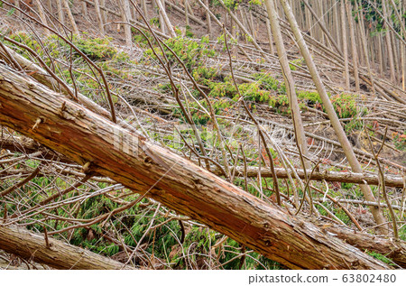 比叡山倒下的樹 63802480