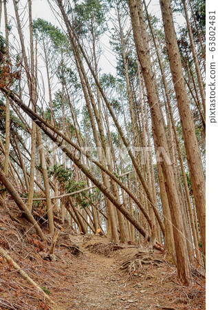 在京都的比榮山步道上倒下的樹 63802481