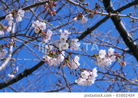 櫻花盛開 63802484