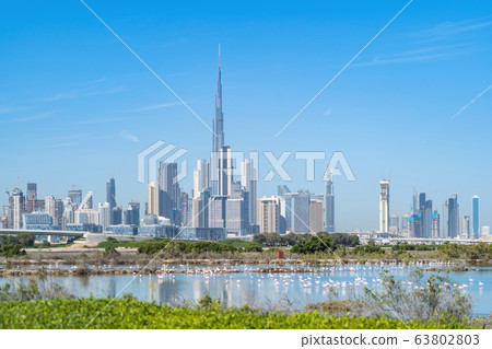 Flamingo birds in zoo park with Dubai Downtown 63802803