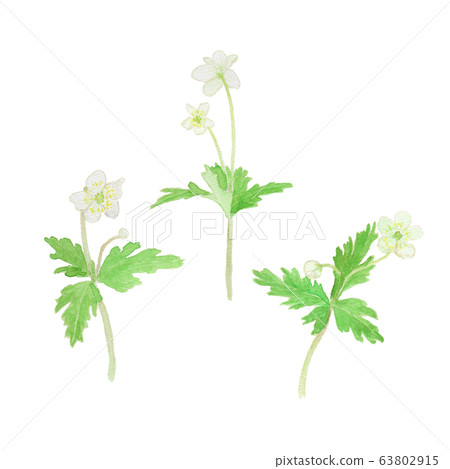 Anemone flaccida herring 63802915