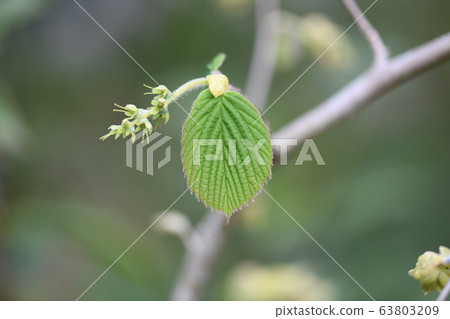 The young leaves of Trisamus The young leaves of Trisamus 63803209