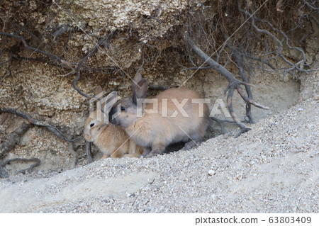 Rabbit from Okunoshima Rabbit from Okunoshima 63803409