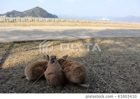 Rabbit from Okunoshima Rabbit from Okunoshima 63803410