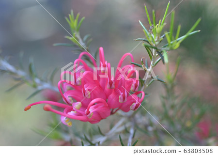 Grevillea(猩紅色的雪碧) Grevillea(猩紅色的雪碧) 63803508