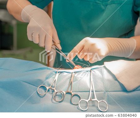 cat abdominal surgery at veterinary clinic 63804040