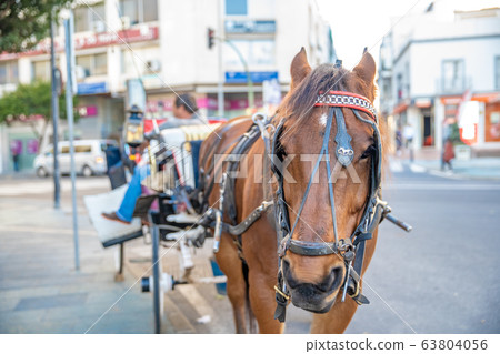 tour of the city on a horse-drawn carriage tour of the city on a horse-drawn carriage 63804056