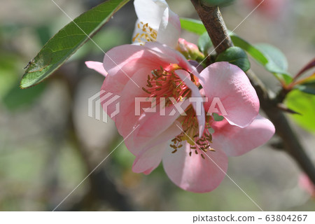 Bokeh (Kinkoden) 63804267