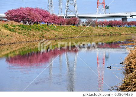 茅崎小出川河面上映照的河岸櫻花盛開 63804489