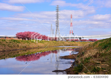 茅崎小出川河面上映照的河岸櫻花盛開 63804490