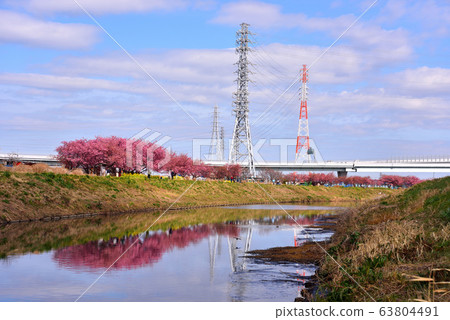 茅崎小出川河面上映照的河岸櫻花盛開 63804491