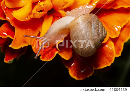 Asian Tramp Snail 63804589