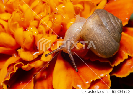 Asian Tramp Snail 63804590