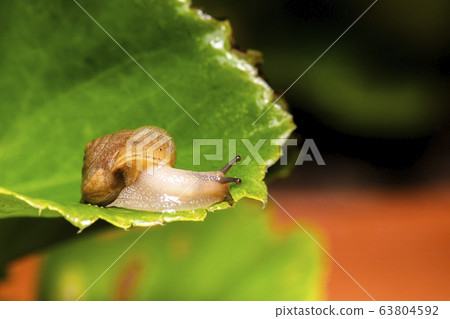 Asian Tramp Snail 63804592