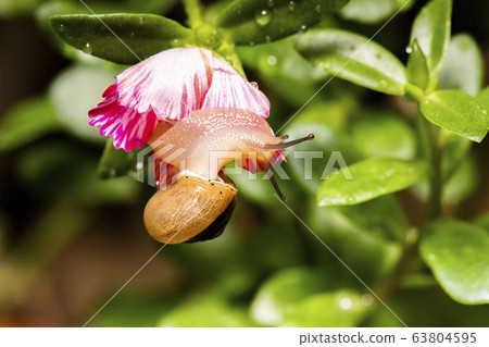 Asian Tramp Snail Asian Tramp Snail 63804595