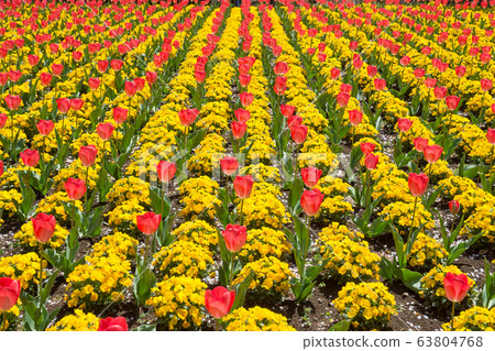 鬱金香 63804768