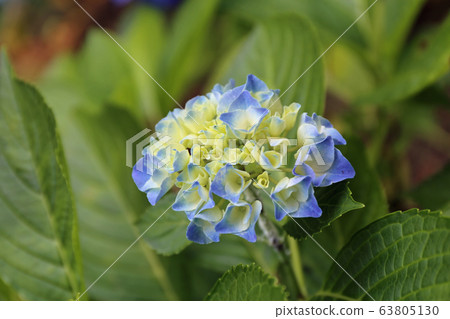 Hydrangea flower Hydrangea flower 63805130