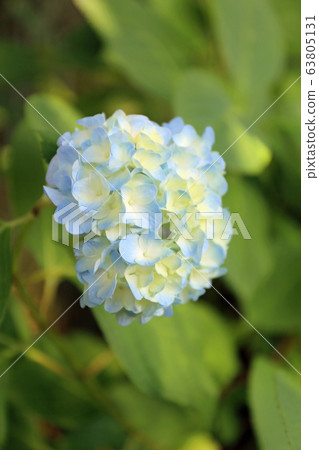 Hydrangea flower Hydrangea flower 63805131