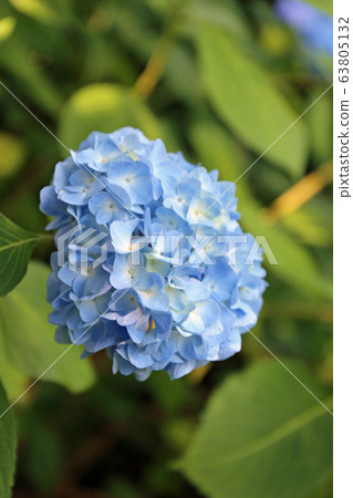 Hydrangea flower Hydrangea flower 63805132