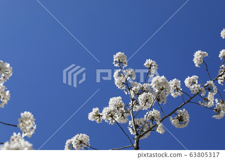 Beautiful scenery with blue sky and white cherry blossoms Beautiful scenery with blue sky and white cherry blossoms 63805317