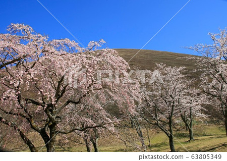 櫻花盛開 櫻花盛開 63805349