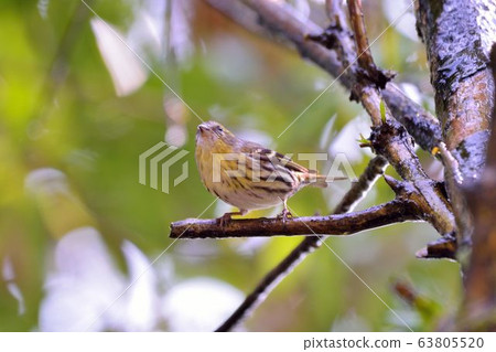 Cardinal (Spinus spinus) 63805520