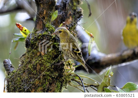 Cardinal (Spinus spinus) 63805521