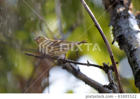 黃雀( Spinus spinus) 63805522