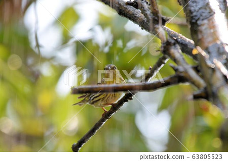 Cardinal (Spinus spinus) 63805523