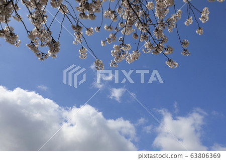 美麗的風景，雲與白櫻花 63806369