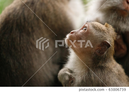 Monkey looks up. Sacred Monkey Forest, Ubud, Indonesia 63806739
