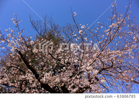 Arai Yakushi's cherry blossoms at their best (3) 63806785