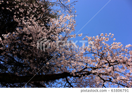 Arai Yakushi's cherry blossoms at their best (5) 63806791