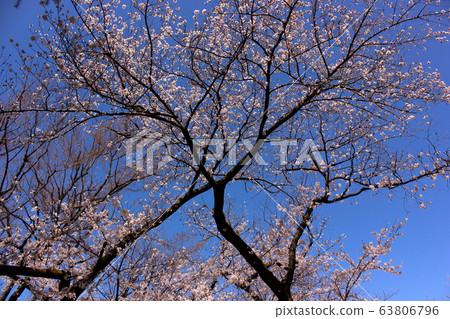 荒井藥師的晴空藍天和櫻花盛開（1） 63806796