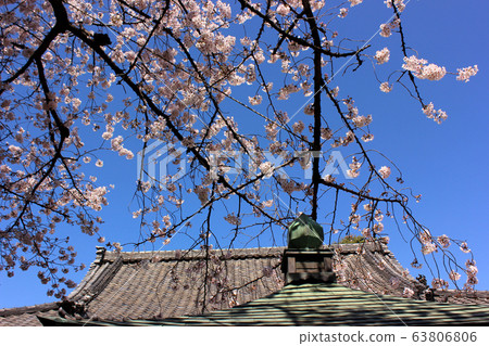 Spring Arai Yakushi (3) with cherry blossoms shining in the clear blue sky Spring Arai Yakushi (3) with cherry blossoms shining in the clear blue sky 63806806
