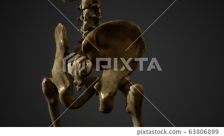 bones of the Human skeleton 63806899