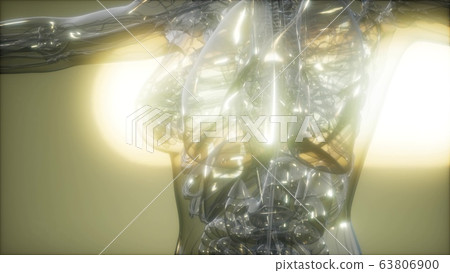 X-Ray Image Of Human Body X-Ray Image Of Human Body 63806900