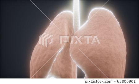 3d animation of human lungs 3d animation of human lungs 63806901